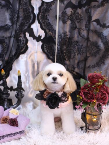 20231011みるくちゃん